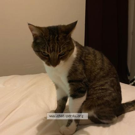 Photo 1/1 Mia Chat lost in Calvisson