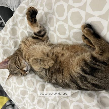 Photo 1/1 tao Chat lost in Nancy