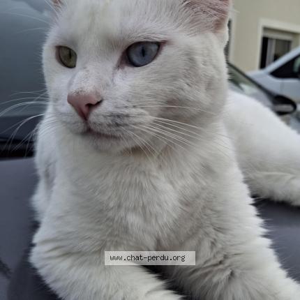 Photo 1/1 Snow Chat lost in Hautefage la tour