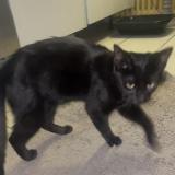 Picture of cat found at Saint Michel Sur Orge