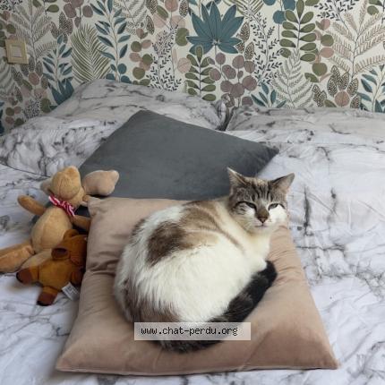 Photo 1/1 Cesar Chat lost in Mortagne sur sevre