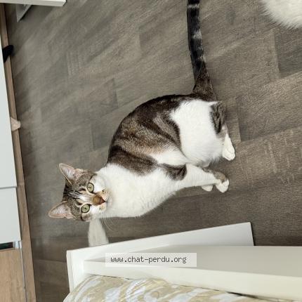 Photo 1/1 Mimi Chat lost in La courneuve