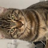 Picture of cat lost at Toulouse