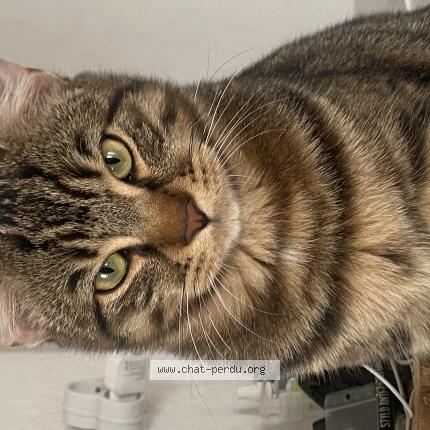 Photo 1/1 Coco Chat lost in Toulouse