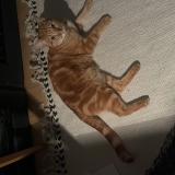 Simba