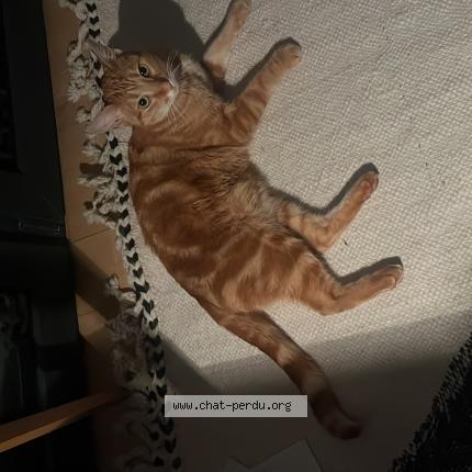Foto 1/1 Wiedergefundene Katze Verloren in Luxembourg