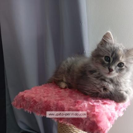 Photo 1/1 Channel Chat lost in Quito