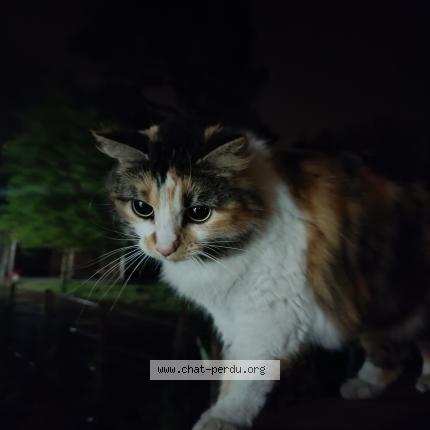 Photo 1/1 Found cat Found in Nantes