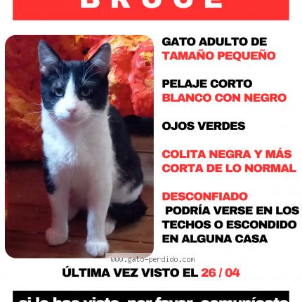 Photo 1/1 Bruce Chat lost in La florida