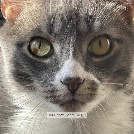 Photo 1/1 Pouffy Chat lost in Montreal