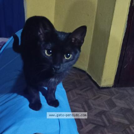 Photo 1/1 Hinata Chat lost in Quito