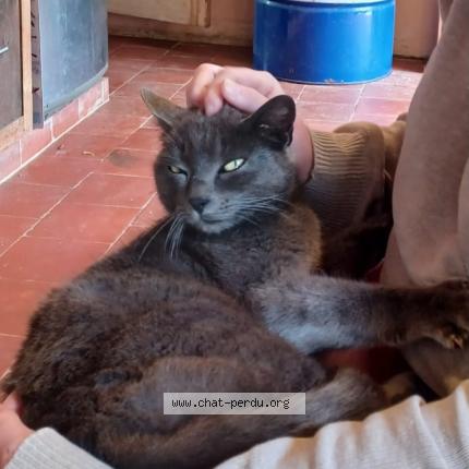 Photo 1/1 Found cat Found in Bellegarde