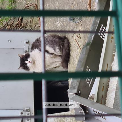 Photo 1/1 Found cat Found in Koekelberg