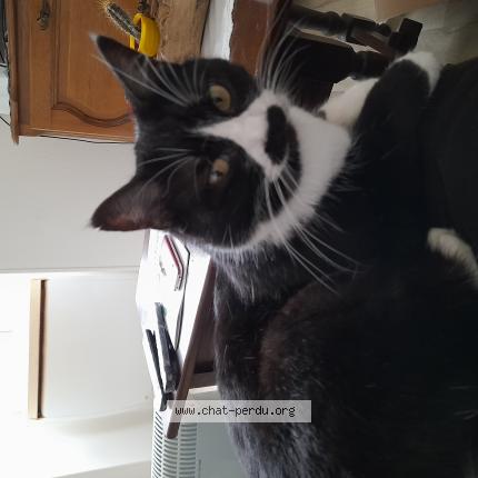 Photo 1/1 Zoé Chat lost in Montmarault