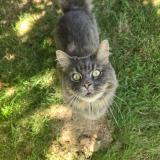 Picture of cat lost at Les Essarts En Bocage