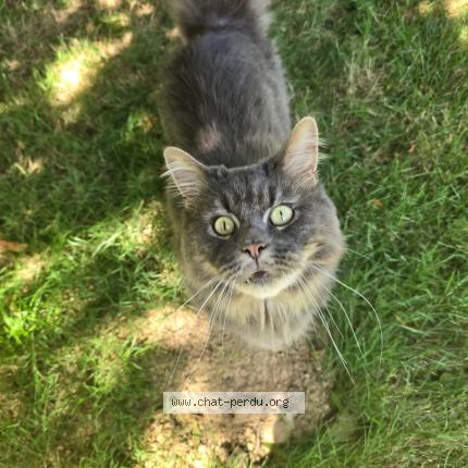 Photo 1/1 Naize Chat lost in Les essarts en bocage