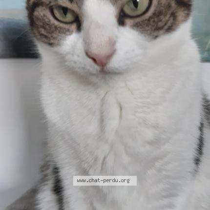 Foto 1/1 Kat teruggevonden Vermist in Braine L Alleud