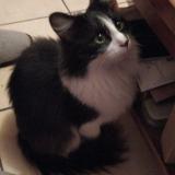 Picture of cat lost at Portiragnes