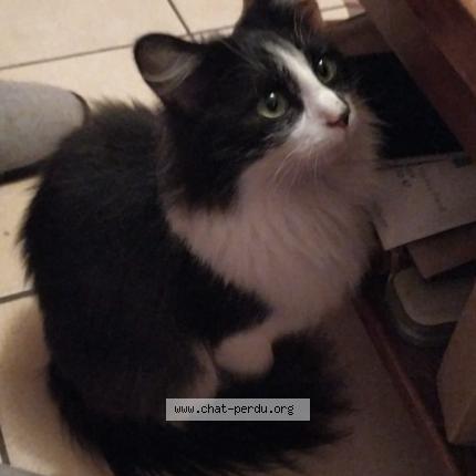 Photo 1/1 Titine Chat lost in Portiragnes