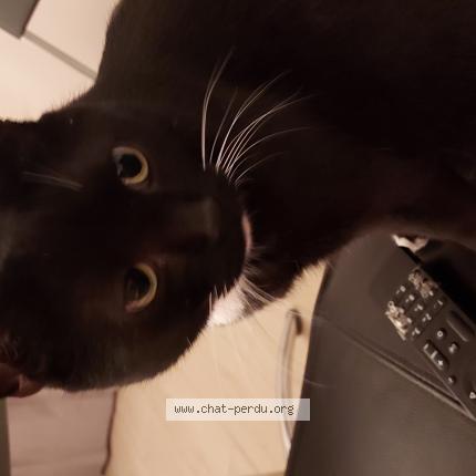 Foto van vermiste kat in Lillois