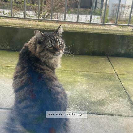 Photo 1/1 Photon Chat lost in Strasbourg