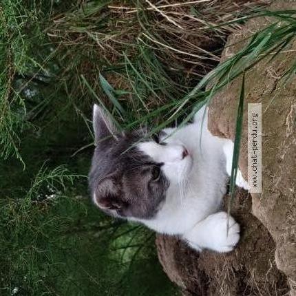 Photo 1/1 Sushi Chat lost in Val au perche