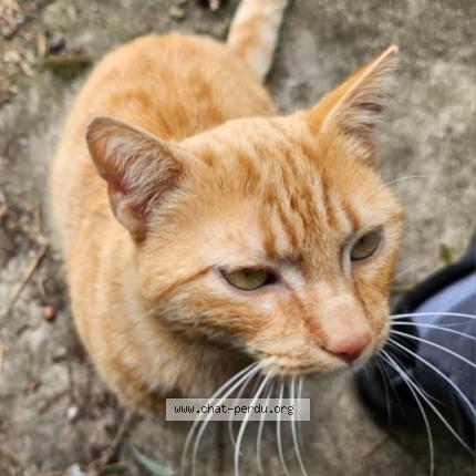 Photo 1/1 Winnie Chat lost in Cebazat