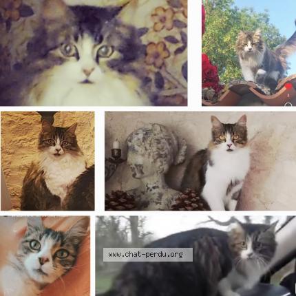 Photo 1/1 YUKI Chat lost in Saint mard boutrit