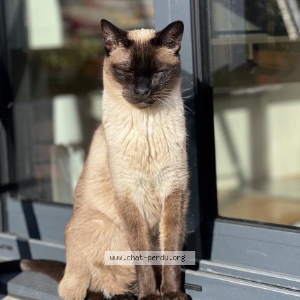 Photo 1/1 Heliotte Chat lost in Le mans