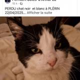 Picture of cat lost at Plerin