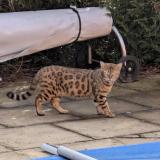 Picture of cat lost at Oberhausbergen