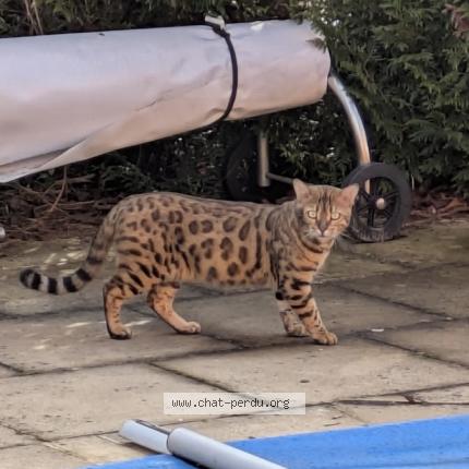 Photo 1/1 Simba Chat lost in Oberhausbergen