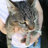 Picture of cat found at Artenay