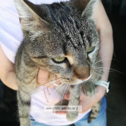Photo 1/1 Cat reunited Found in Artenay
