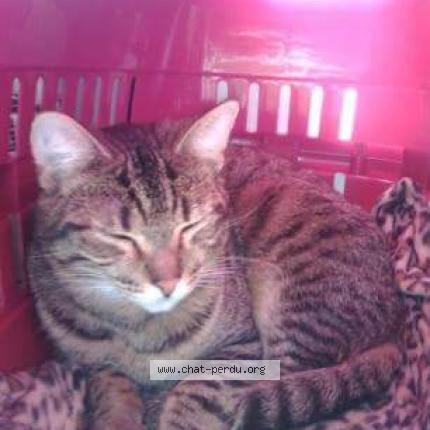 Photo 1/1 Léo Chat lost in Nogent le rotrou