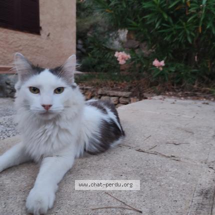 Photo 1/1 Yuki Chat lost in Marignane
