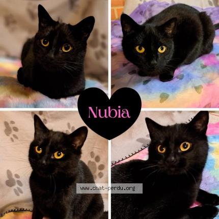 Photo 1/1 Nubia Chat lost in Pecquencourt