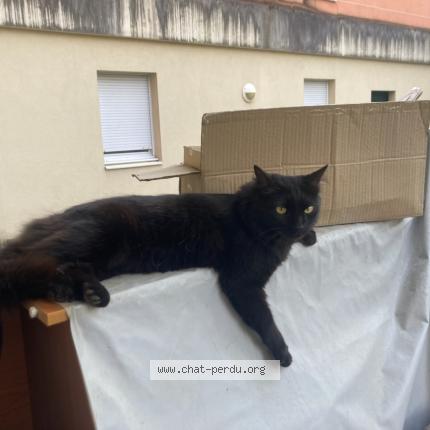 Photo 2/2 Cat reunited Lost in Rive de gier