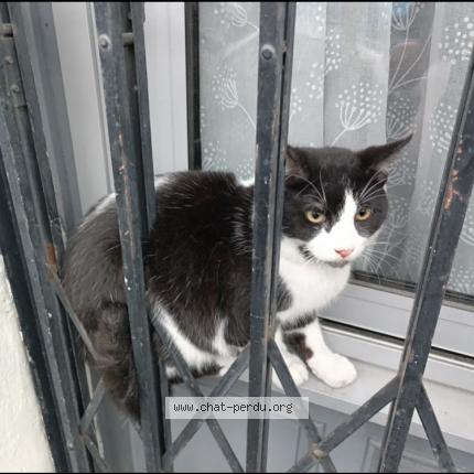 Photo 1/1 Medine Chat lost in Avignon