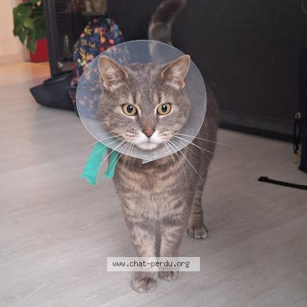 Photo 1/1 Cat reunited Lost in Saint cyr l ecole