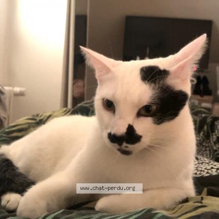 Photo 1/1 Plume Chat lost in Nommay