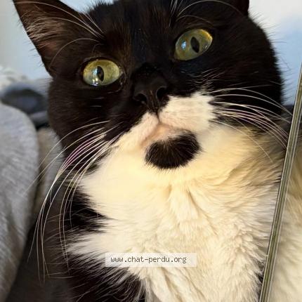 Photo 1/1 Lili Chat lost in Nice