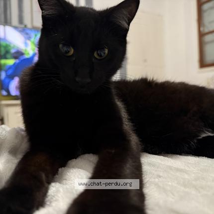 Photo 1/1 Baghera Chat lost in Montech