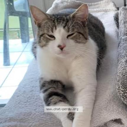 Photo 1/1 Fouinou Chat lost in Saint alban