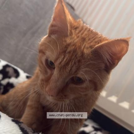 Photo 1/1 Found cat Found in Nancy