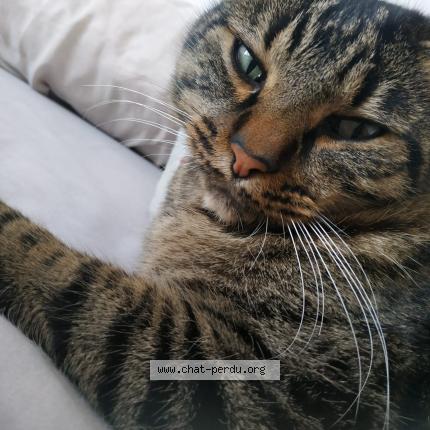 Photo 1/1 L&eacute;o Chat lost in Sauvian