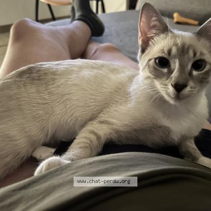 Photo 1/1 Reunited cat Lost in Wiltz