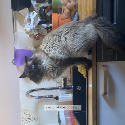 Photo 1/1 Harou Chat lost in Villeneuve les avignon