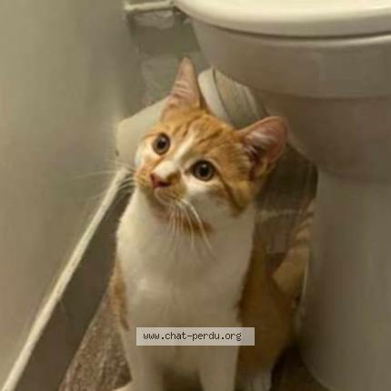 Photo 1/1 Simba Chat lost in Avignon