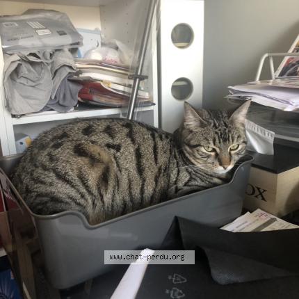 Photo 1/1 Batman Chat lost in Saint junien